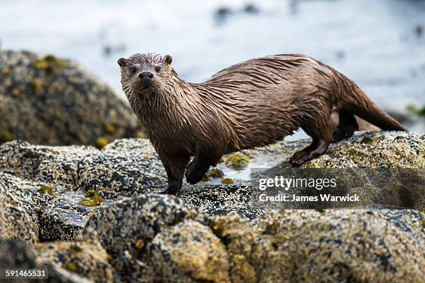 european otter on shoreline rocks - european otter bildbanksfoton och bilder