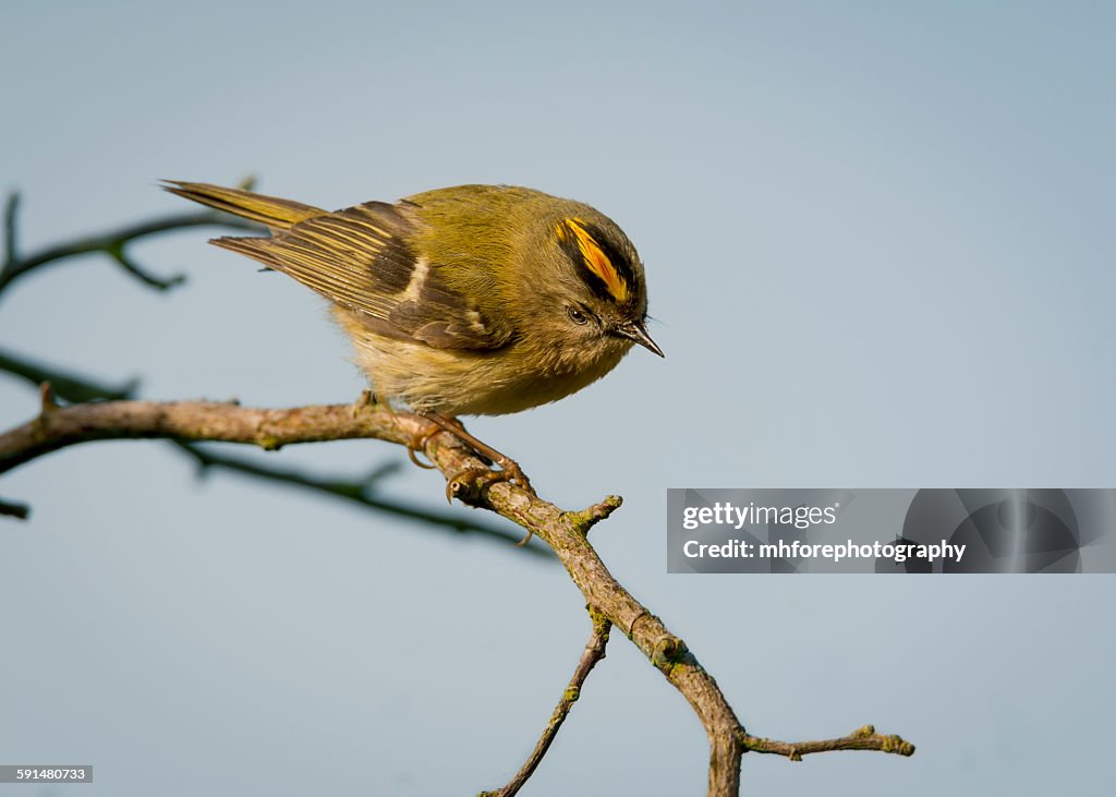 Goldcrest Male