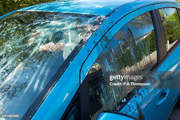 bird droppings on car windows - guano stock pictures, royalty-free photos & images