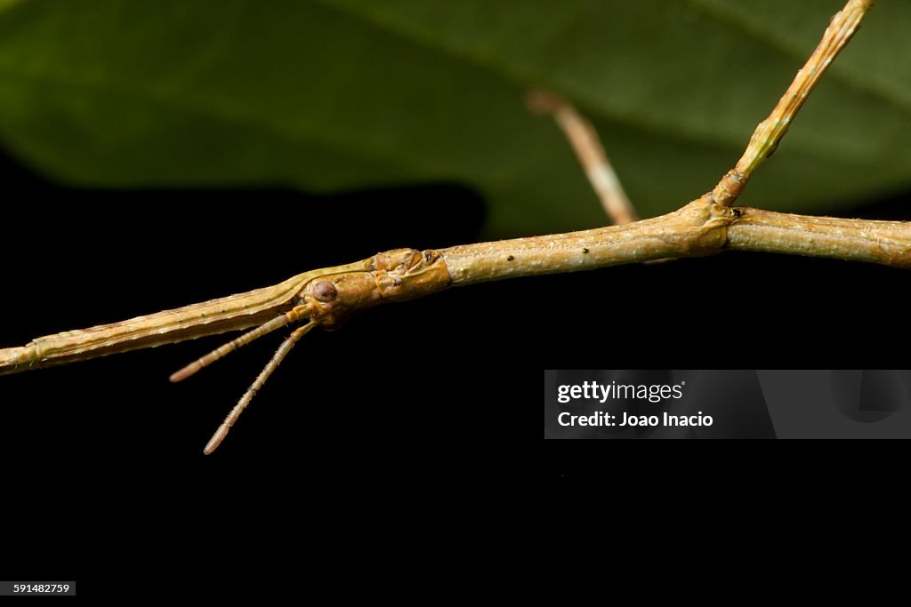 Stick insect close-up