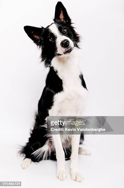 border collie in the studio - collie stock pictures, royalty-free photos & images