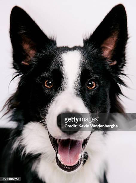 border collie smiling to the camera - border collie stock pictures, royalty-free photos & images