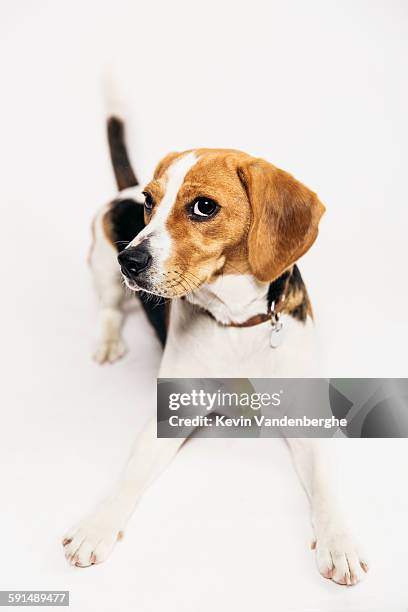 young beagle in the studio - schwanz stock-fotos und bilder