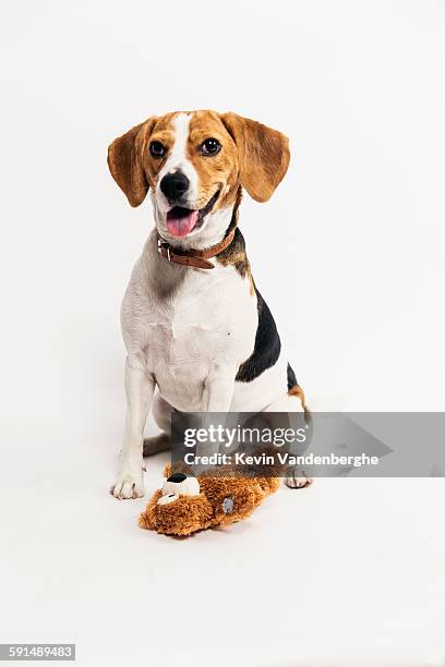 young beagle with his bear - beagle imagens e fotografias de stock