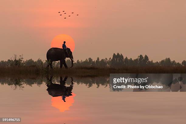 elephant is going home - tailandia foto e immagini stock