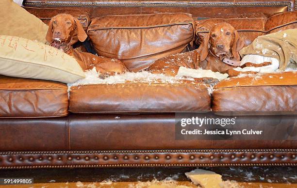 two guilty dogs laying on a sofa in a mess - messy dog stockfoto's en -beelden