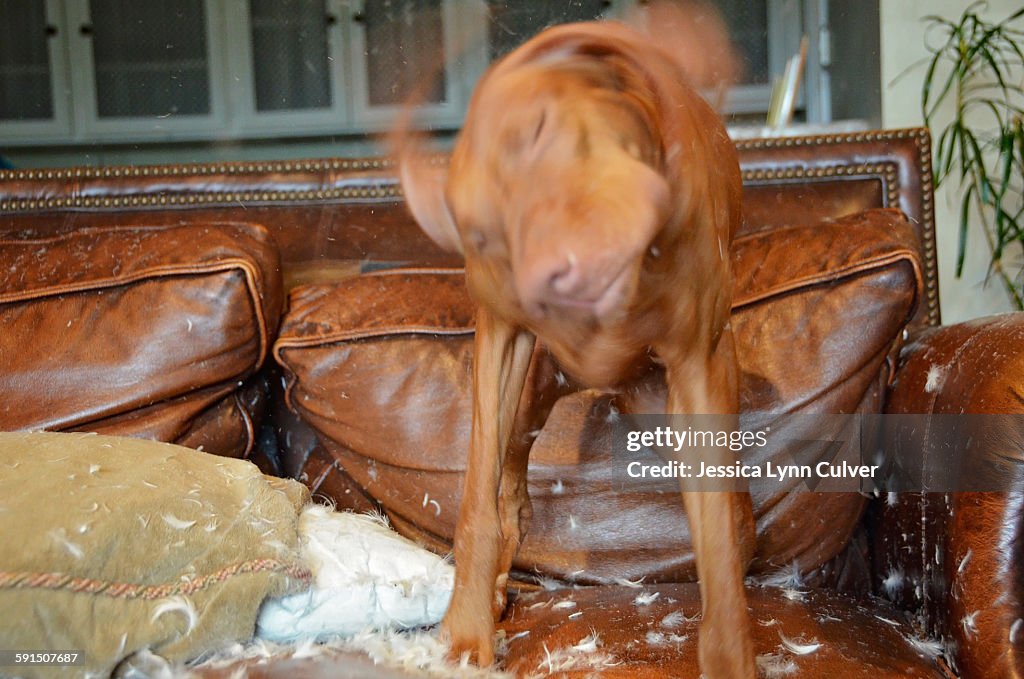 Dog shaking its head with feathers flying