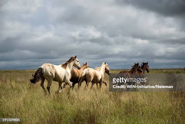 horses galloping in grass, uruguay - escorts stock-fotos und bilder