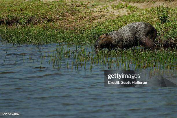 Capybara Island Rio 65 Capybara Rio Stock Photos, High-Res Pictures, and Images - Getty Images