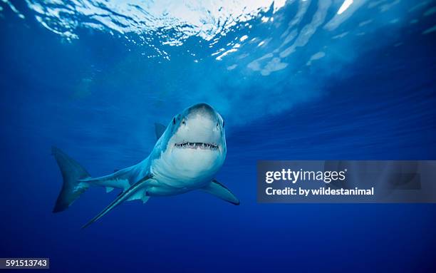 watching you - great white shark stock pictures, royalty-free photos & images