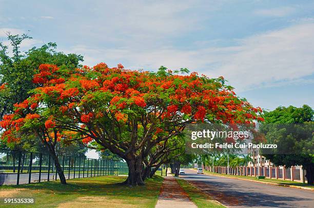delonix regia tree in blosom at street of brasila brazil - delonix regia stock pictures, royalty-free photos & images
