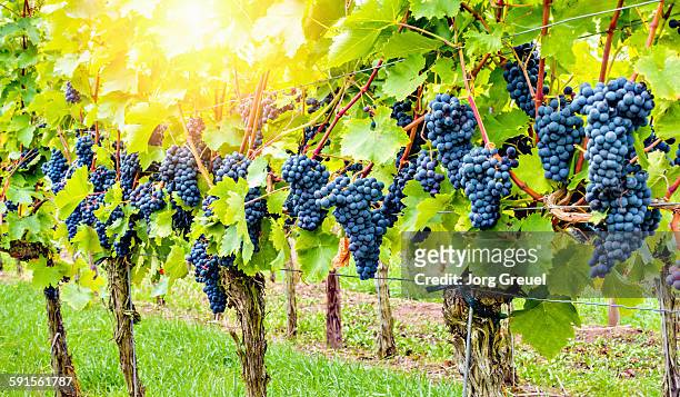 wine grapes - franconia stock pictures, royalty-free photos & images