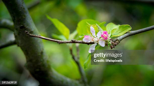 apple flower - lifeispixels photos et images de collection