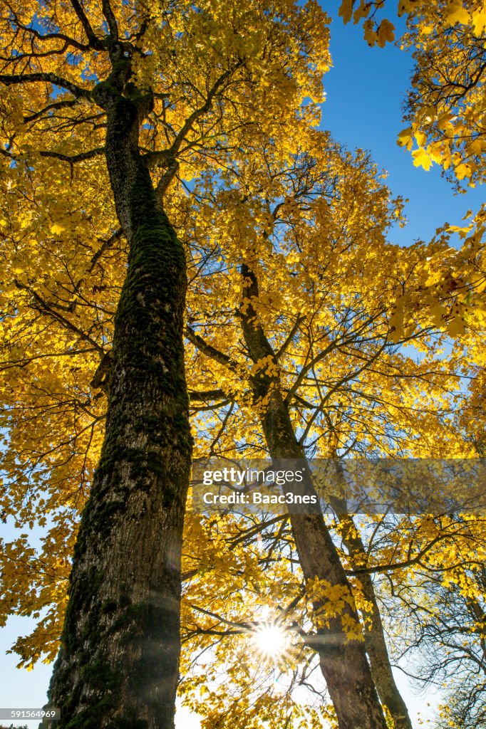 Autumn - Tree seen from a low angle