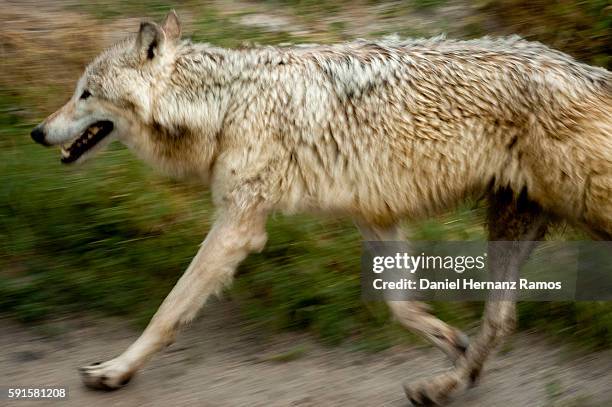 Wolves Running Playing White Wolves Running Photos and Premium High Res Pictures - Getty Images