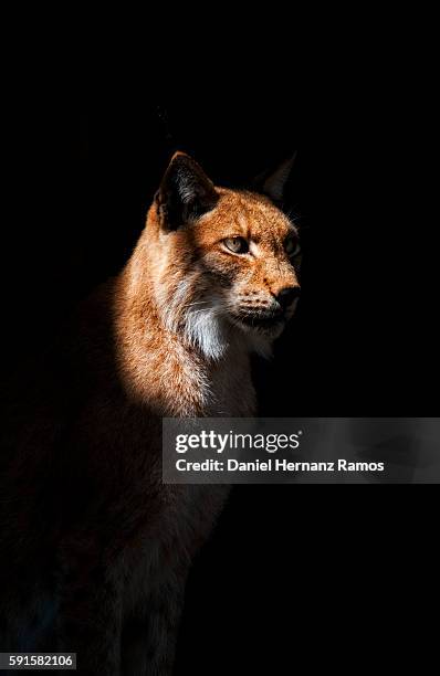 eurasian lynx with black background. lynx lynx - eurasian lynx stock-fotos und bilder