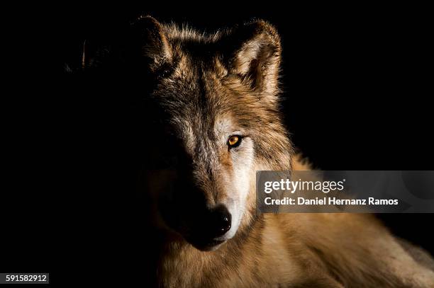 arctic wolf face detail looking at camera with black background. wolf eyes - wolf stock-fotos und bilder