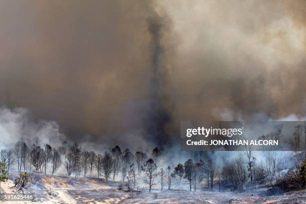 Smoke rises from a burned out grove of trees at the Blue Cut wildfire in Wrightwood, California on August 17, 2016. - A rapidly spreading fire raging...
