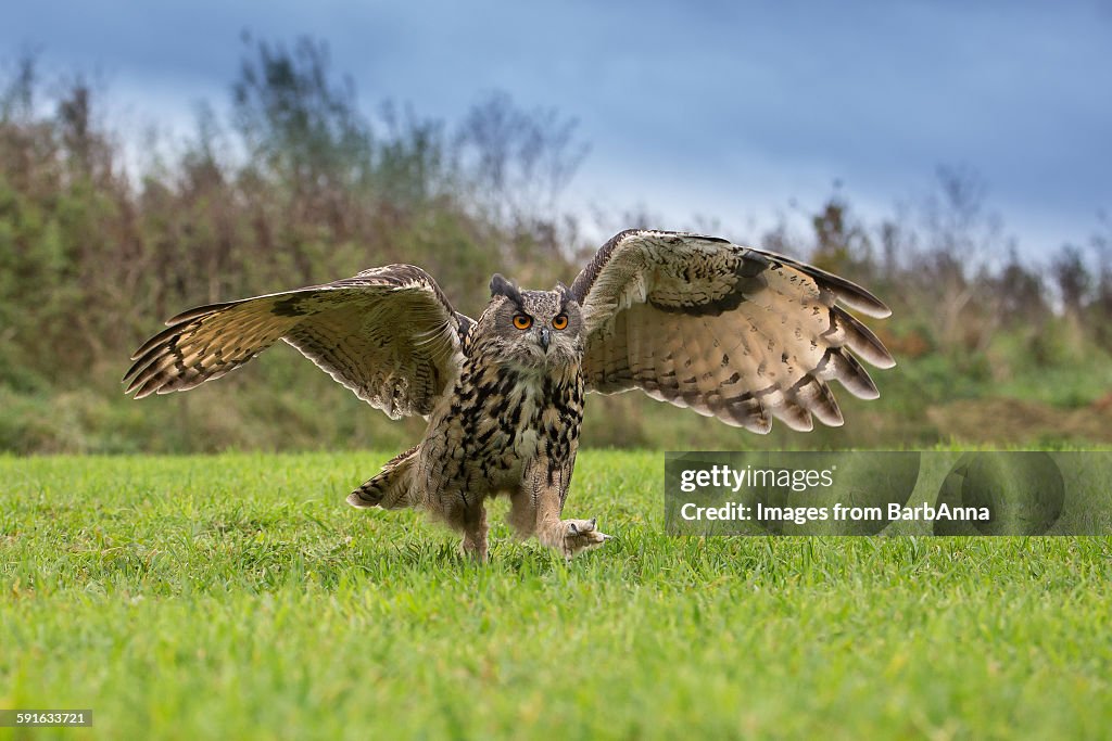 European agle owl running