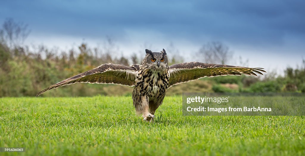 European eagle owl running