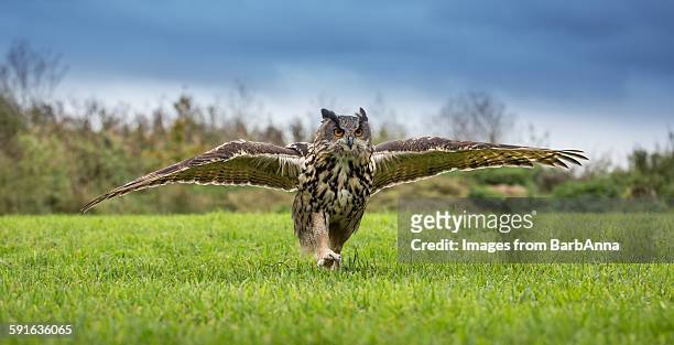european eagle owl running - ワシミミズク ストックフォトと画像