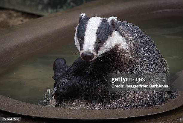 a badger in the bathtub - dachs stock-fotos und bilder