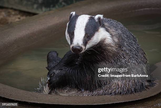 Badger Rampant 341 Badger Print Stock Photos, High-Res Pictures, and Images - Getty Images