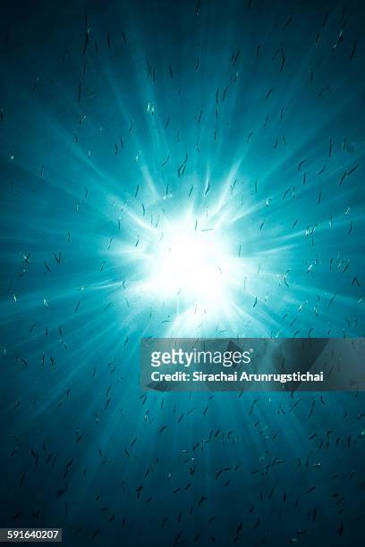 a school of anchovies with sunburst - unterwasseraufnahme meer sonne stock-fotos und bilder