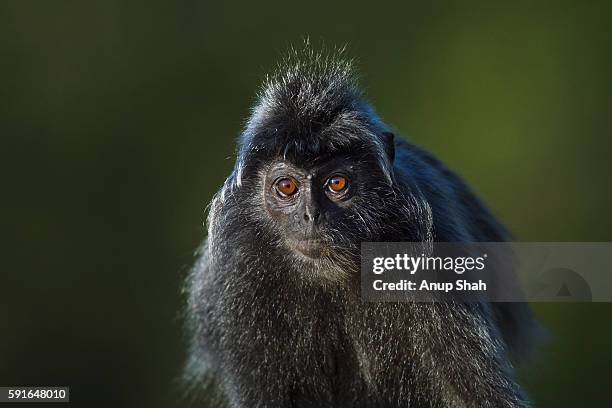 silvered or silver-leaf langur female walking head on - portrait - silvered leaf monkey fotografías e imágenes de stock