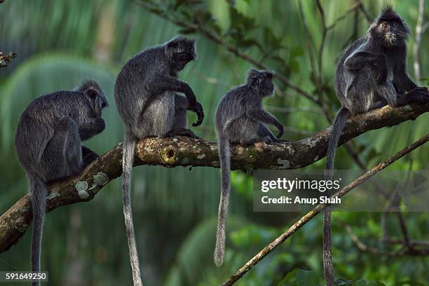 silvered or silver-leaf langur group sitting on a branch - silvered leaf monkey ストックフォトと画像