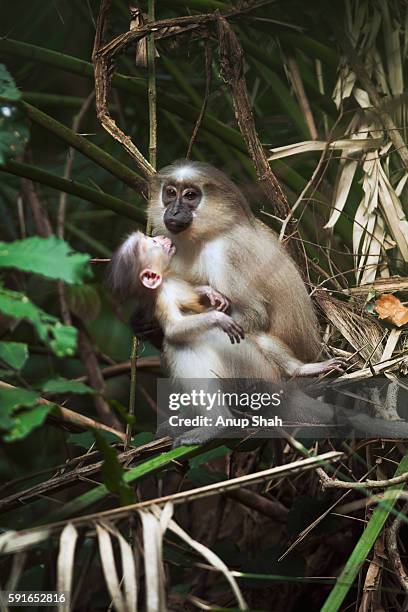 Tanababy Tana Shah Photos and Premium High Res Pictures - Getty Images
