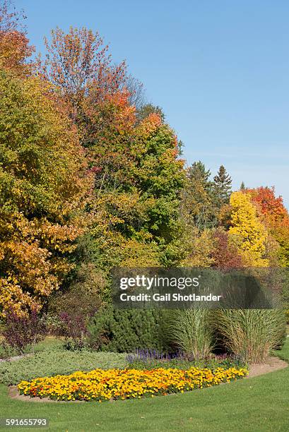 fall garden, emerging colours - yellow washing up glove stock pictures, royalty-free photos & images