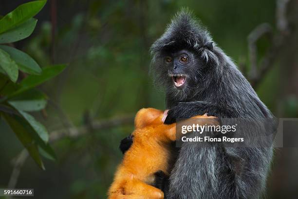 silvered or silver-leaf langur female being rough with her baby aged 1-2 weeks - silvered leaf monkey fotografías e imágenes de stock