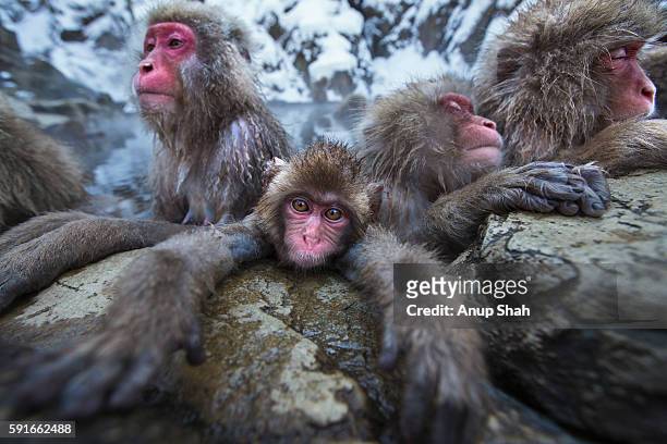 japanese macaque or snow monkeys resting at the edge of a thermal hotspring spa pool - 地獄谷野猿公苑 ストックフォトと画像