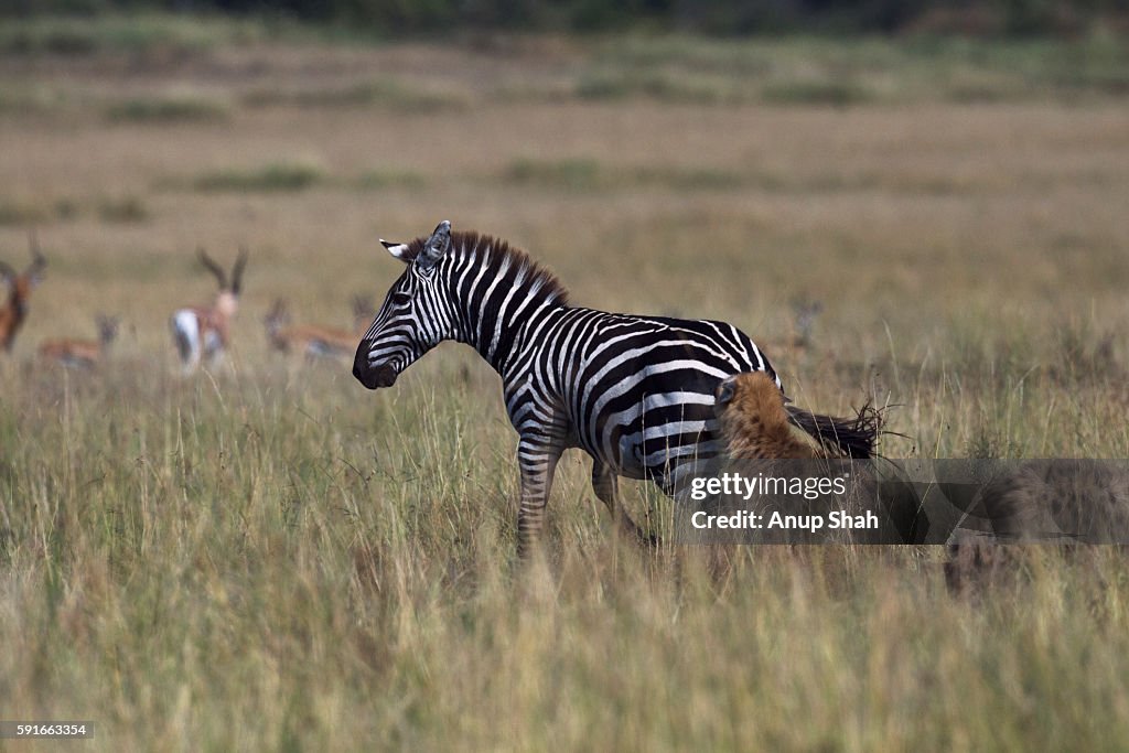 Zebra Injuries Common Or Plains Zebra Male Lame From An Injury Hunted By Spotted Hyena ...