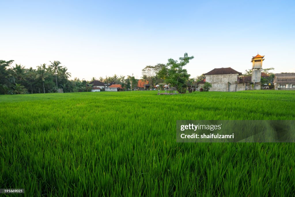 Paddy fields in Bali