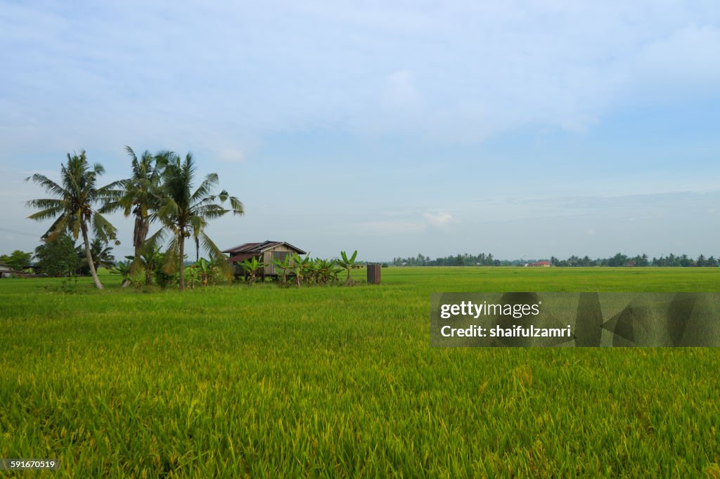 Paddy fields in Sabak Bernam