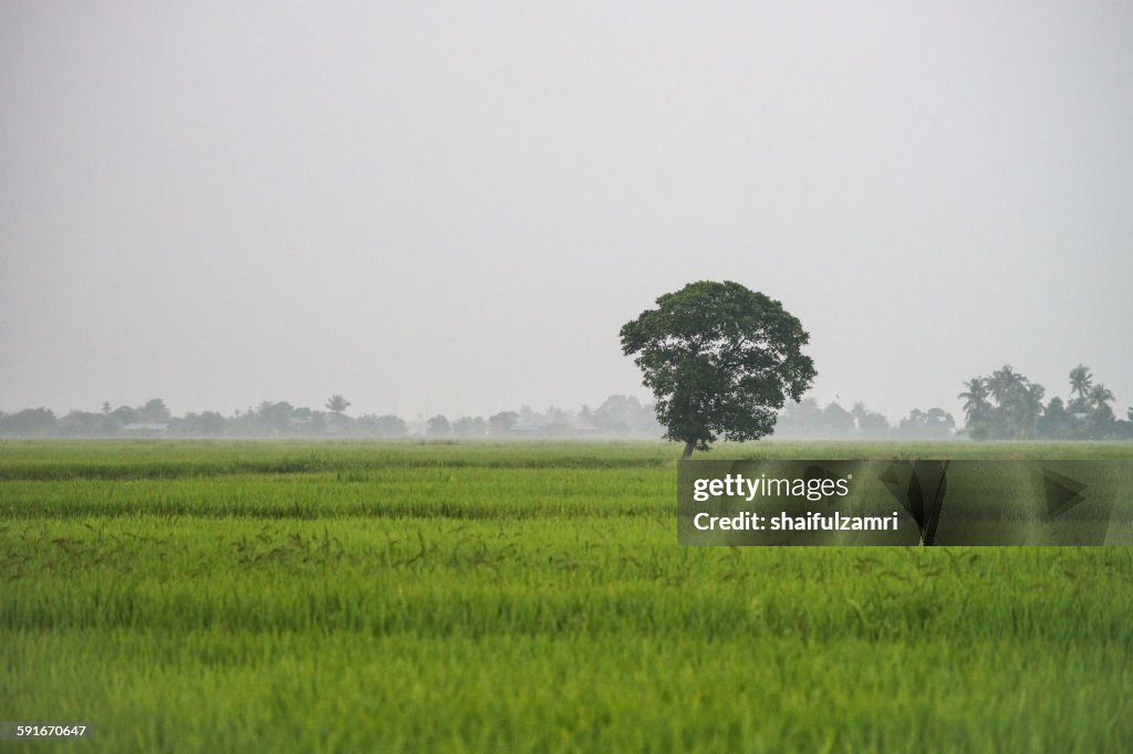 Paddy fields in Sabak Bernam