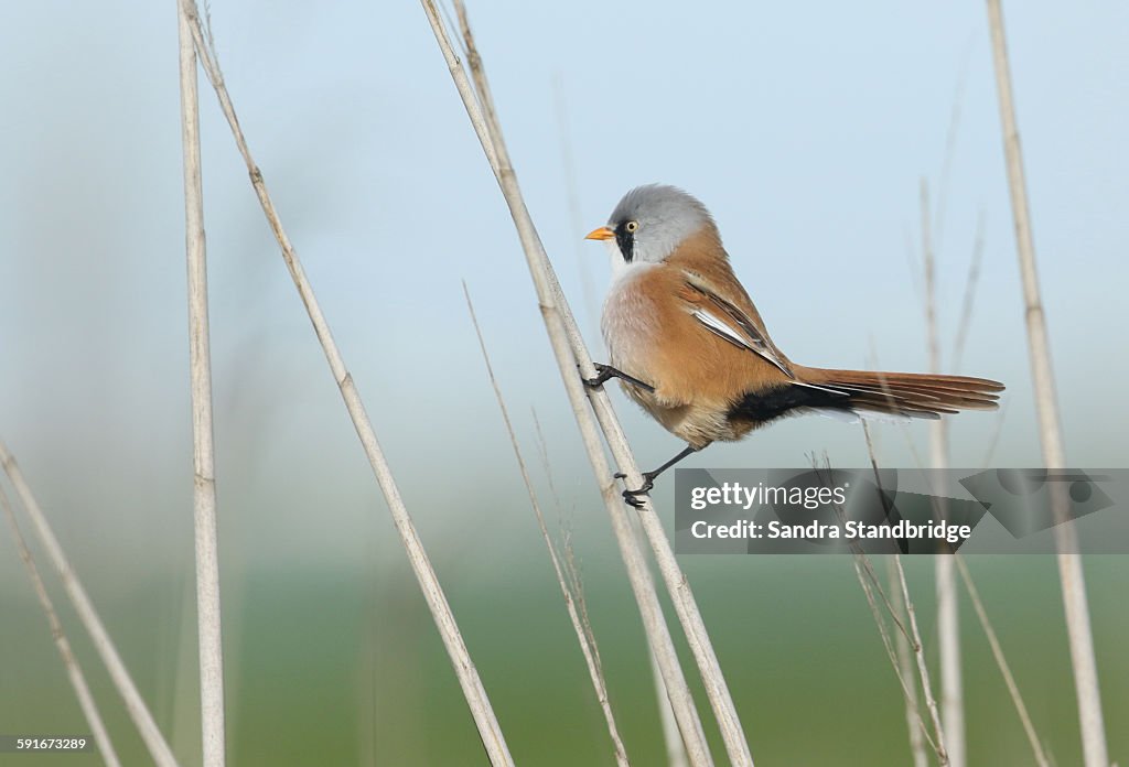 A Bearded Reedling climbing up the reeds.
