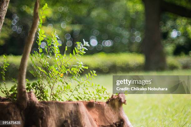 stubble - kinuta park stockfoto's en -beelden