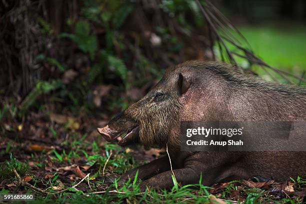 bearded pig lying down on the forest floor - bearded pig stock-fotos und bilder