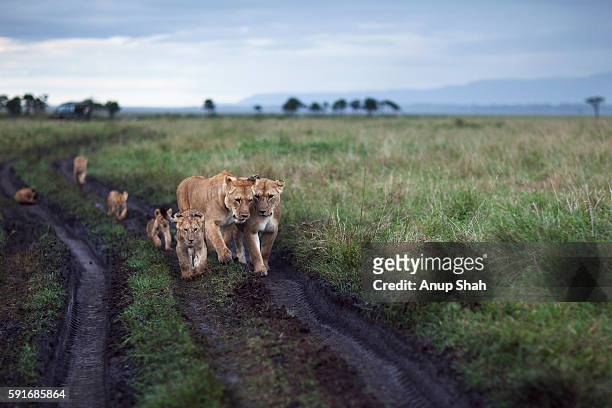 lionesses and cubs walking along a track - löwenrudel stock-fotos und bilder