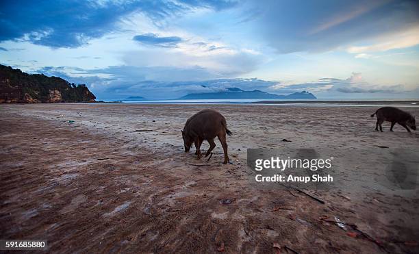 bearded pigs foraging on the beach at low tide wide angle perspective - bearded pig stock-fotos und bilder