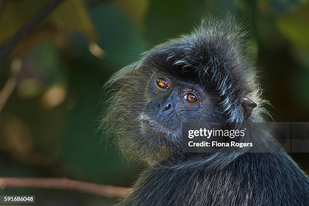 silvered or silver-leaf langur head and shoulders portrait - silvered leaf monkey bildbanksfoton och bilder