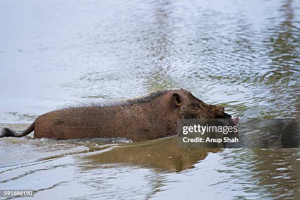 bearded pig swimming across a river to reach a new feeding area - bearded pig stock-fotos und bilder