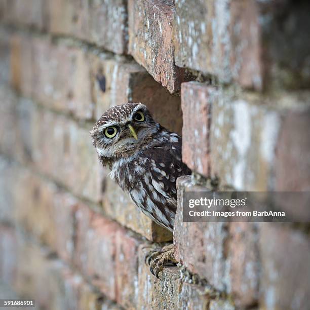 little owl peeping out from hole in brick wall - little owl stockfoto's en -beelden