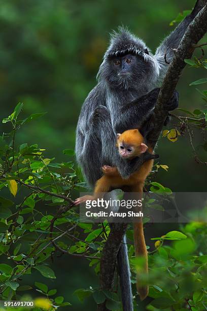 silvered or silver-leaf langur female with her baby aged 1-2 weeks sitting in a tree - silvered leaf monkey stock pictures, royalty-free photos & images