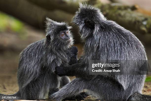 silvered or silver-leaf langurs play fighting - silvered leaf monkey bildbanksfoton och bilder