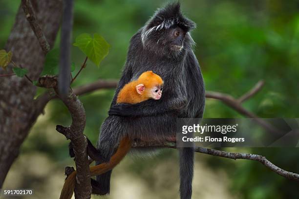 silvered or silver-leaf langur female with her baby aged 1-2 weeks sitting in a tree - シルバーリーフモンキー ストックフォトと画像