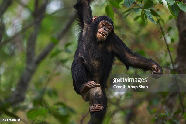 eastern chimpanzee juvenile female 'familia' aged 7 years playing in a tree - common chimpanzee foto e immagini stock